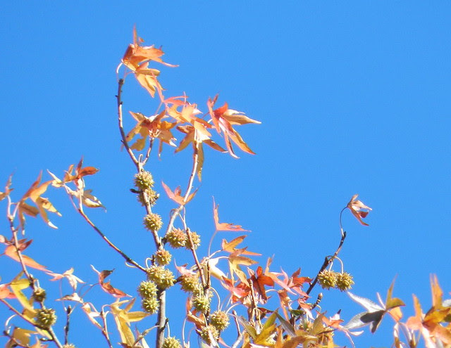 skywatchDSCN4961