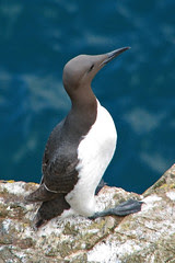 Guillemot 1