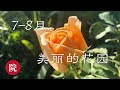 コレクション 7月 8月 花 305567-7月 8月 種まき 花