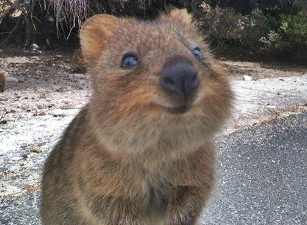 世界一幸せな動物 オーストラリア 留学