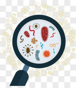 微生物图片素材 免费微生物png设计图片大全 图精灵