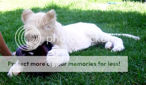 Photobucket - Video and Image Hosting