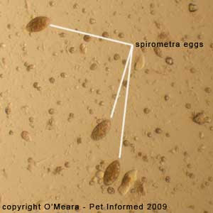 Fecal float parasite pictures
