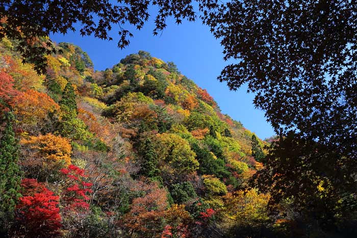 みたらい渓谷 紅葉 ２０１５ 奈良大和路 悠 遊