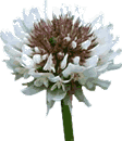 White clover flower