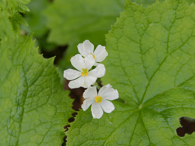 File:Diphylleia grayi (200607).jpg