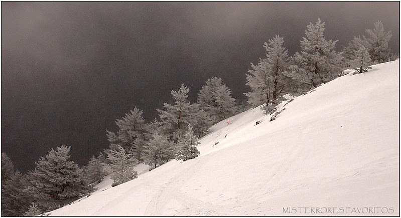 PAISAJE BOSQUE GUADARRAMA