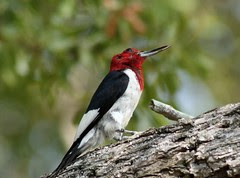 Red-headed Woodpecker, deformed bill
