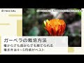 最高のコレクション ガーベラ 増やし 方 265417-ガーベラ 増やし方