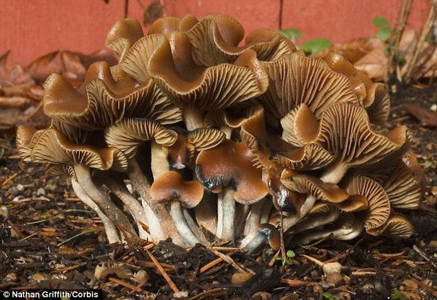 Some magic mushroom users have  reported tasting colours, seeing noises or feeling smells. '[Users] report it as one of the most profound experiences they've had in their lives, even comparing it to the birth of their children,' said study co-author Paul Expert, a physicist at King's College London
