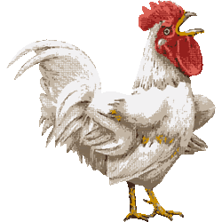 強気な鶏 No 051 怒るニワトリのイラスト アイコン 条件付フリー素材集 スマホなど携帯電話対応