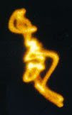 seres_de_luz_20