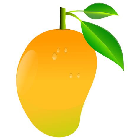 mango clipart pencil   color mango clipart