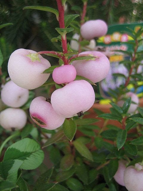 今日の花は ペルネティア 真珠の木