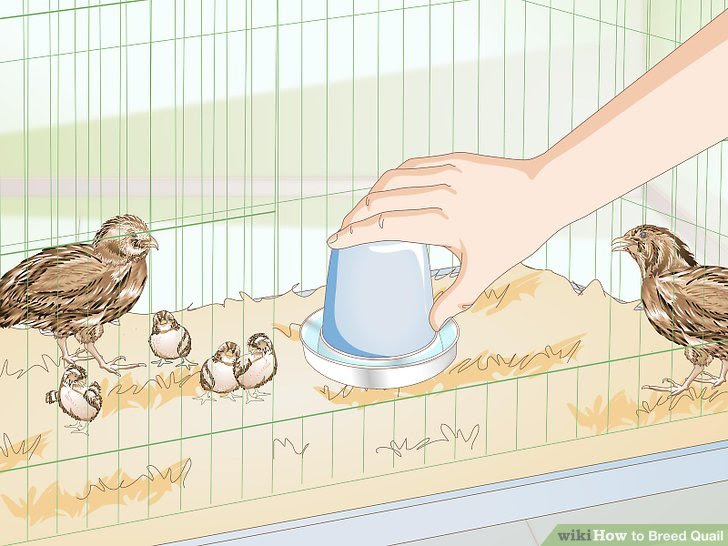 Breed Quail Step 17 Version 2.jpg