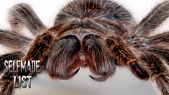 Giftigste Spinne Der Welt Biss - Klein aber tödlich: Das sind die fünf giftigsten Spinnen ... : Giftigste spinne der welt biss die top 10 liste der gefährlichsten giftspinnen der welt.