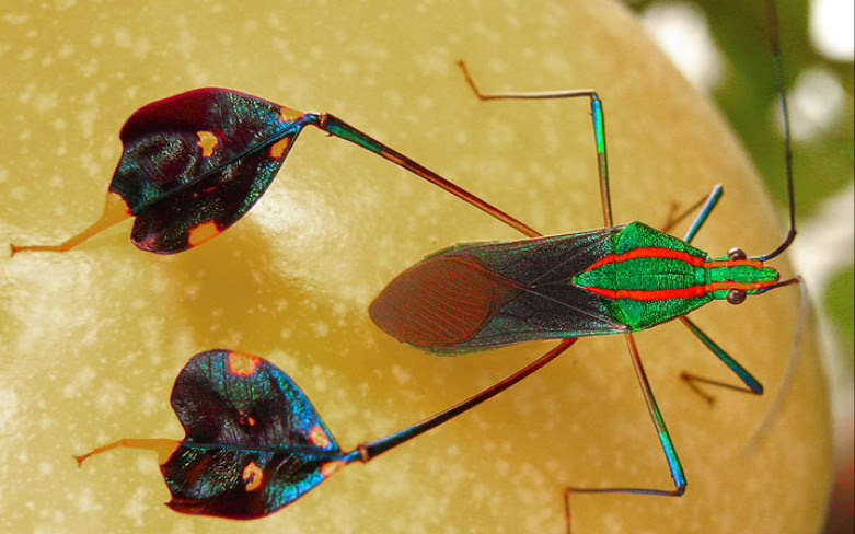 Diactor Bilineatus 亚马逊足啄缘蝽 哔哩哔哩 つロ干杯 Bilibili