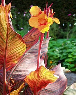 カンナの花言葉 花言葉事典