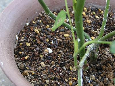観葉植物を育てるのに避けて通れない虫 虫の駆除方法などまとめ