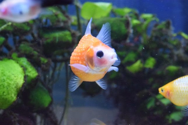 金魚 ピンポンパール の魅力と注意点 まん丸な人気者 適当金魚