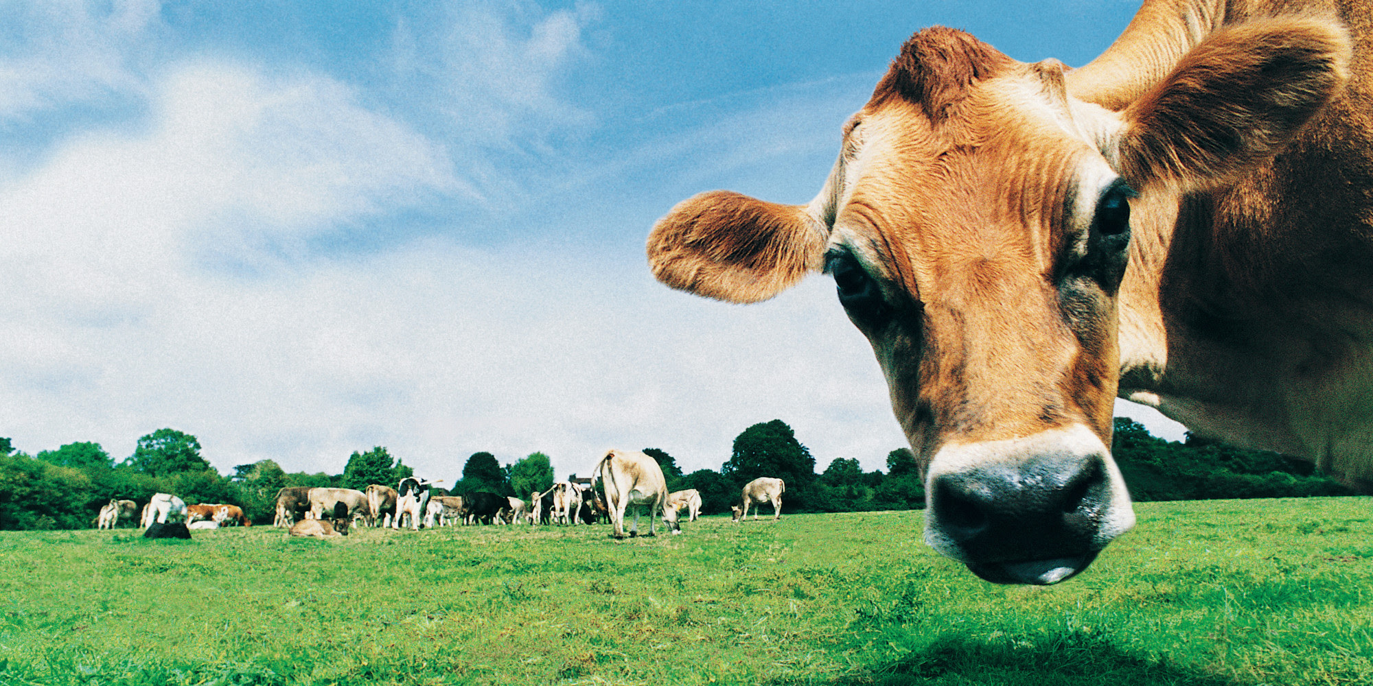 Cows Escape During Trip To New Jersey Slaughterhouse