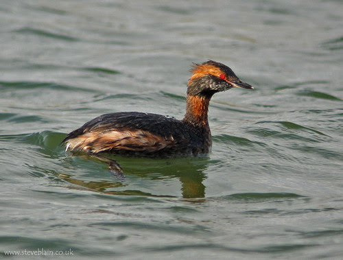 Slavonian Grebe at Stewartby Lake