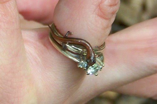 Mini-redback!