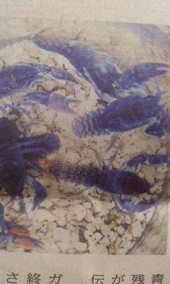 青いザリガニ繁殖成功 仮分数の引き出し