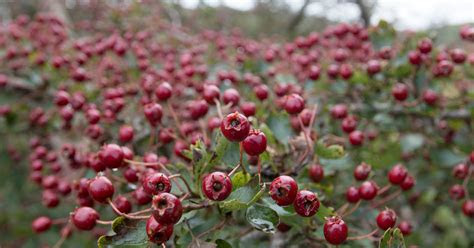 The fastgrowing trees (poplars, cottonwoods, willows, and the like) grow very fast and give shade quickly, but they can have more problems with insects, . Hawthorn - how to grow hawthorn from seed | a guide from TCV