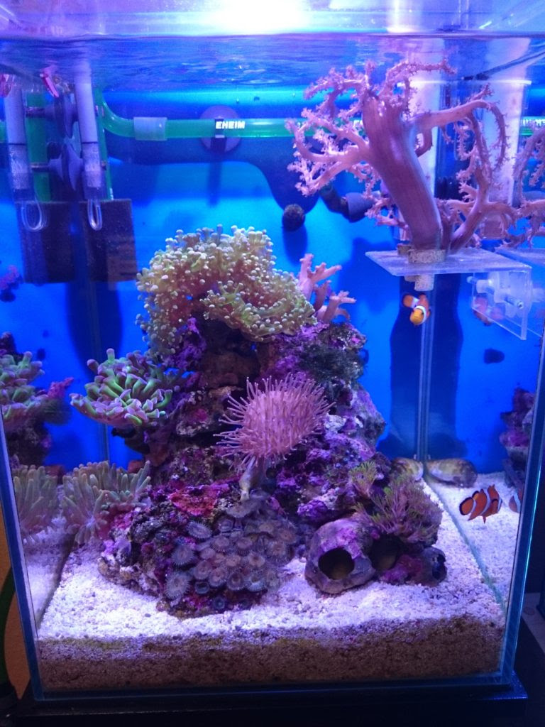 ウミキノコ 30cm水槽の海水魚飼育