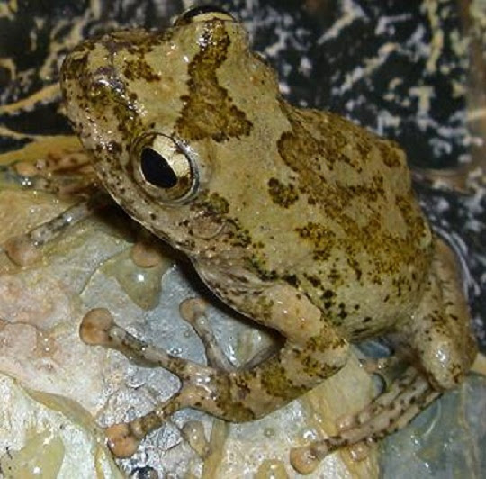 カジカガエル 萌萌虫雑記帳