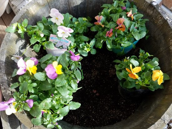 ビオラと百合の球根の寄せ植え 春まで楽しむ寄せ植え