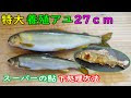 [無料ダウンロード！ √] 鮎 生態 159566