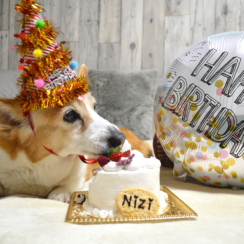大切な愛犬のお祝いに本格ケーキをお探しなら 札幌でおすすめの犬用ケーキ 北海道 Nylonブログ ファッション ビューティ カルチャー情報