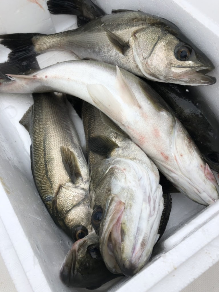 夏終盤 金沢の釣り情報19 シーバスを釣ろう かなざわさんぽ
