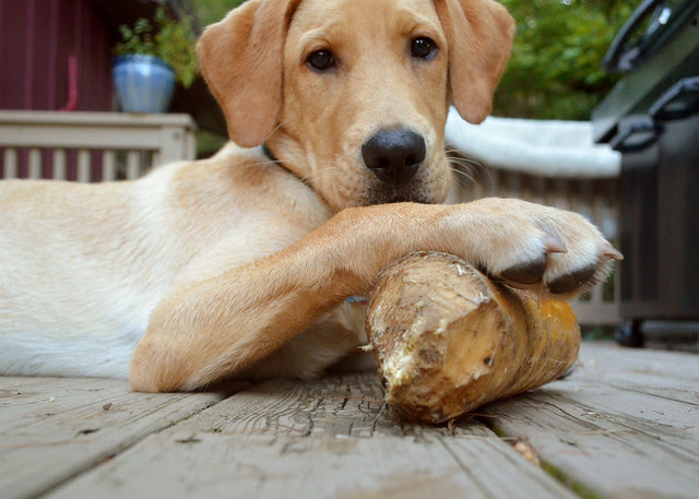 pouncey took beaver bone