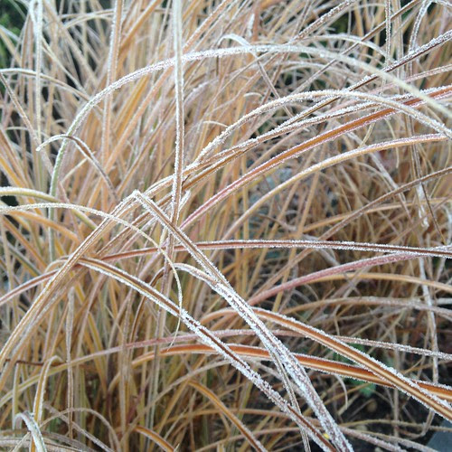 Proper frosty. Frozen grasses.