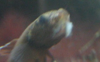 雄ベタが病気に ワイルドベタの水槽 熱帯魚 アクアリウム関連