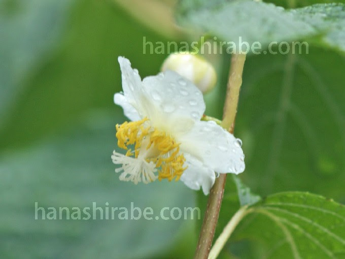 マタタビ 花しらべ 花図鑑
