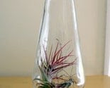 Great Big Bottle of Air Plant