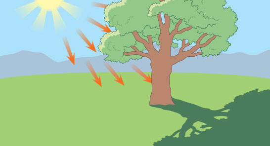 Illustration of the sun casting a shadow of a tree