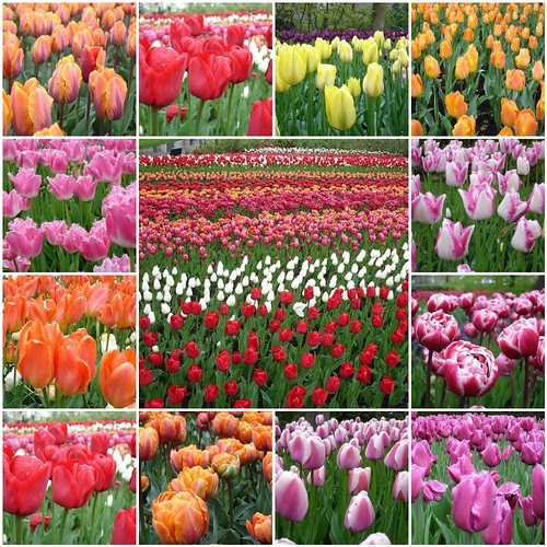 Tulips Keukenhof