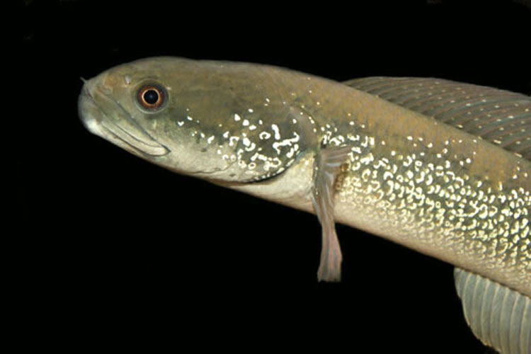 七星魚（コウタイ）  まっかちん