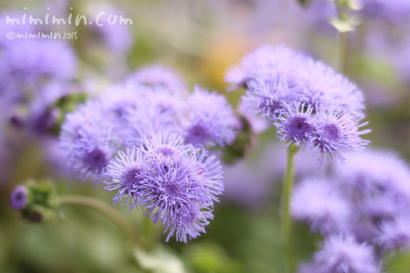 アゲラタム 別名カッコウアザミ 花の写真 花言葉 みみみんブログ