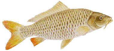 koleksi ikan air tawar | perikanan