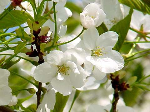 白い桜と花海棠