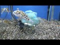 コレクション フグ 熱帯魚 396257-熱帯魚 フグ 餌