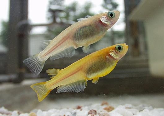 野生の天然メダカがいる場所は 産卵 繁殖する場所には条件があるようだ 愛すべき道具達 楽天ブログ