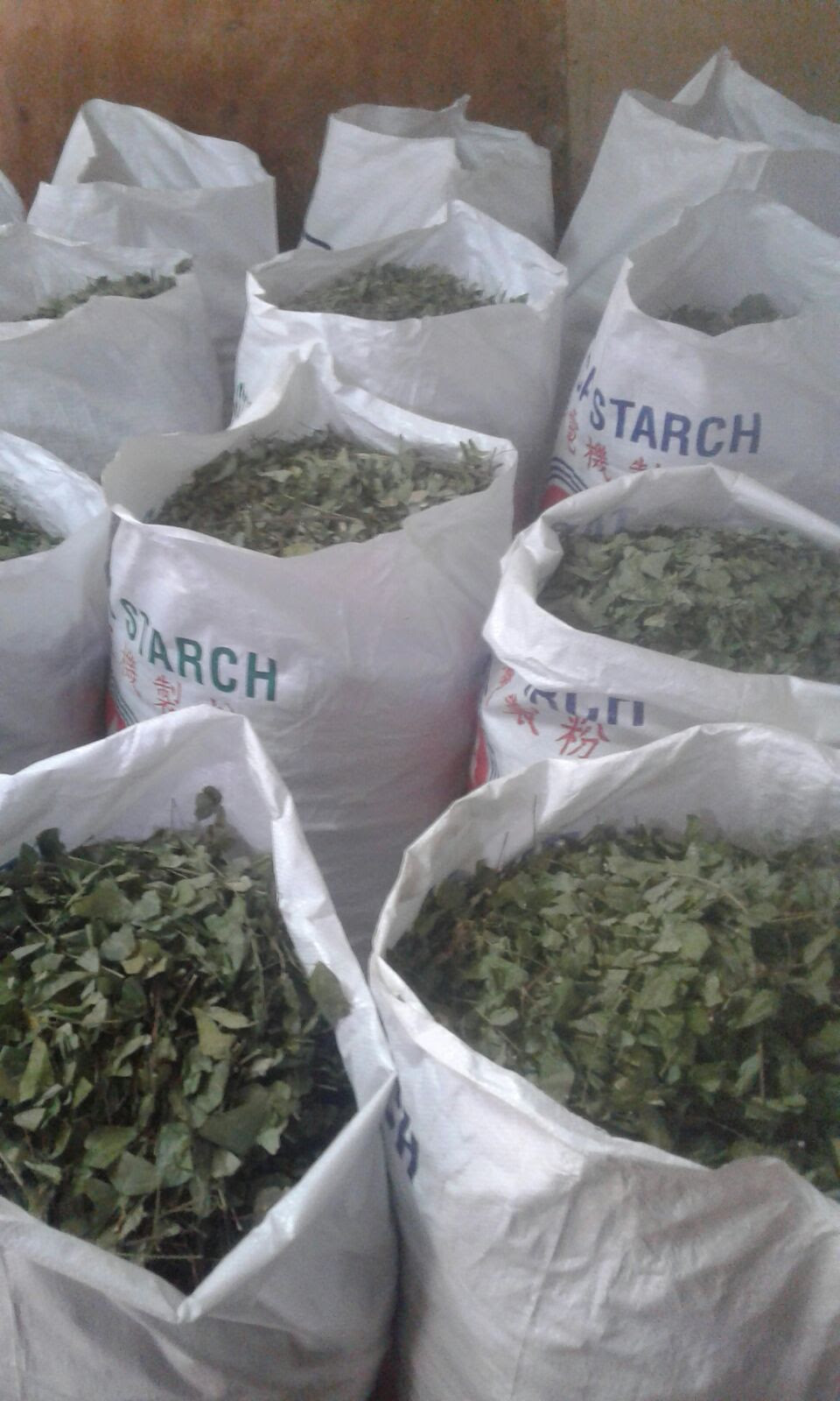 Pembekal Produk Daun Rerama / Rama-Rama Kering Herba 