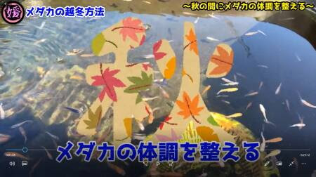 メダカの冬越し屋外での越冬方法について